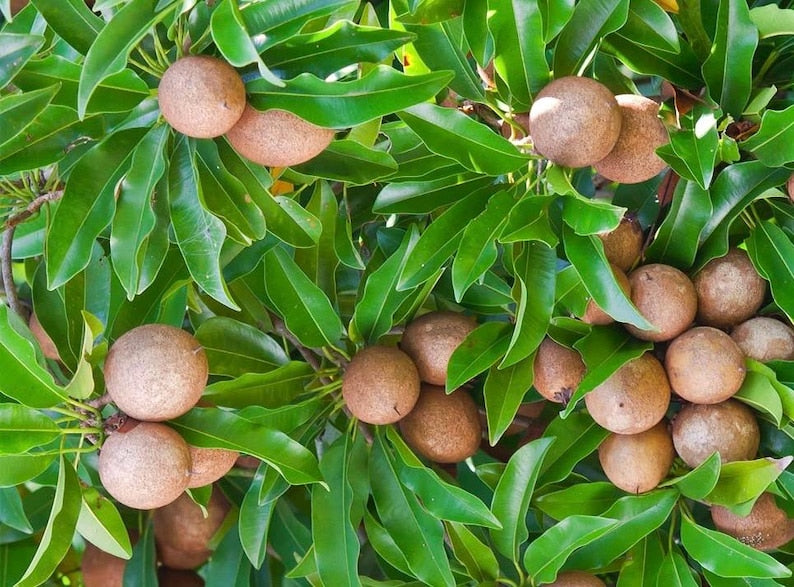 Sapodilla Tree 3 Gallon Alano Brown Sugar Grafted Variety (Sawo, Cheeku, Lamut) - Delicious Fruit for Fresh Eating