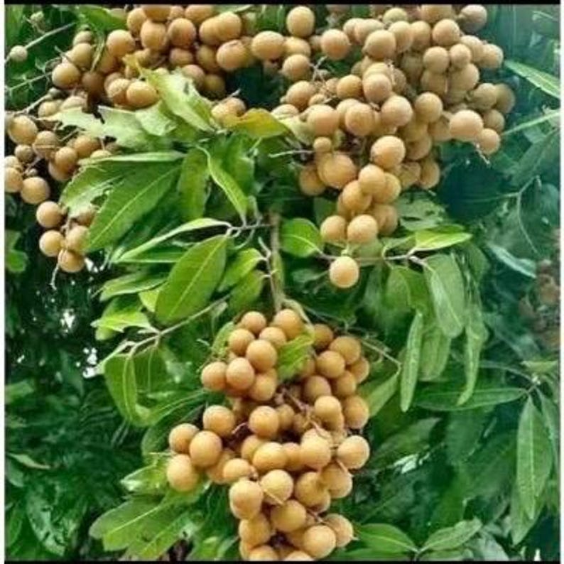 Kohala Longan Tree in 1/2 Gallon Pot, Air Layered, Sweet Fruit, Dimocarpus longan - Tropical Fruit Plant for Home Garden