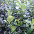 25 Nellie R. Stevens Holly Trees in 3" Containers - Ilex x 'Nellie R. Stevens' - Ideal for Hedges and Privacy Screens