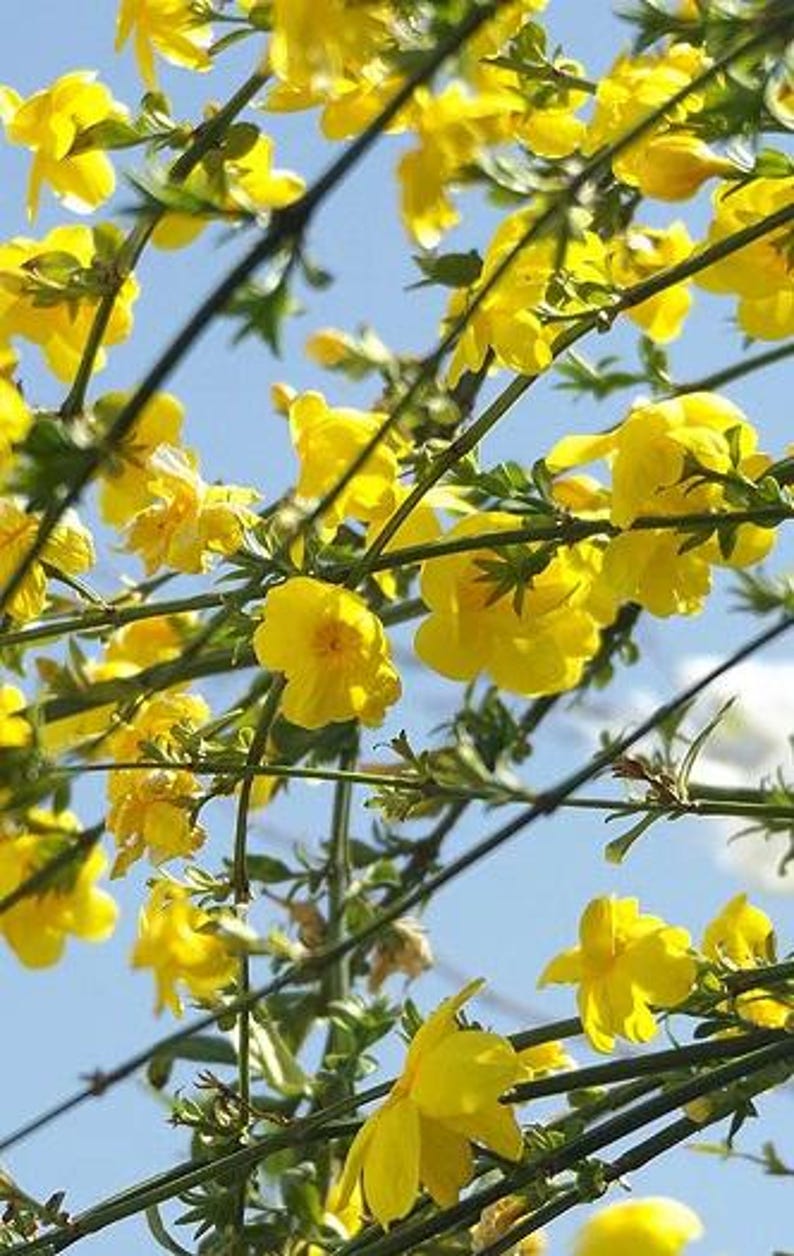 Primrose Jasmine Plant - 3Gal Pot - Fast Growing Evergreen Shrub with Bright Yellow Flowers - Jasminum mesnyi