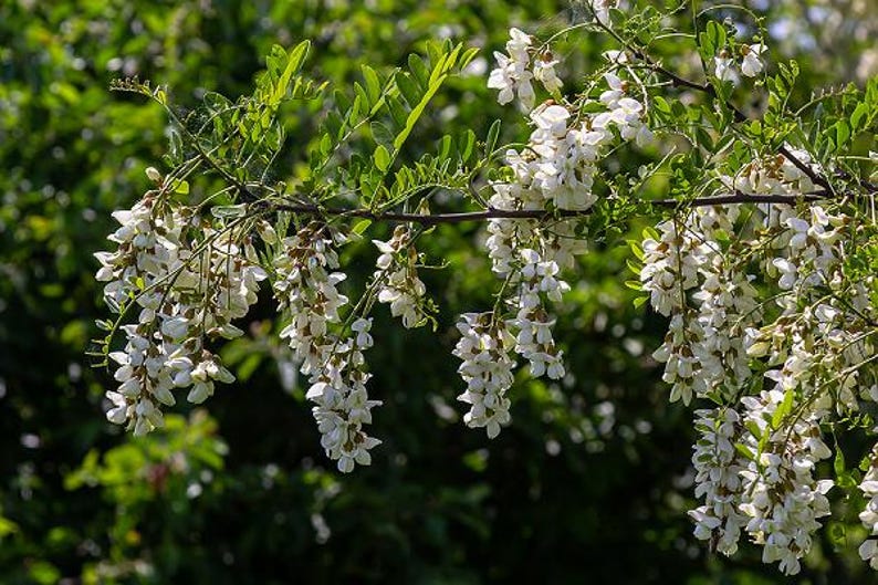 Kentucky Coffee Tree Plant - Large 3 ft Tall - Gymnocladus dioicus - Perfect for Landscaping or Garden