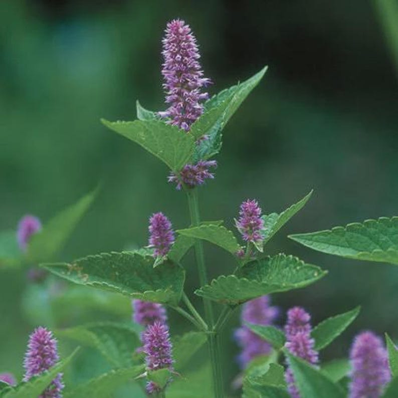 Anise Hyssop Plant - Bareroot Agastache foeniculum - Aromatic Herb for Gardens and Pollinators
