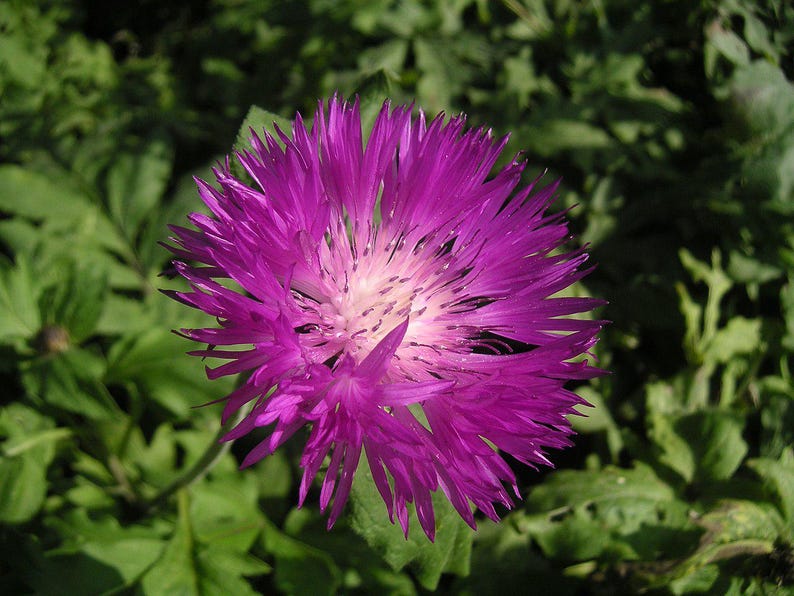 Centaurea Dealbata Persian Cornflower Plants - 2 Bare Root Perennials with Purple Flowers - Pest Resistant, Zones 3-9