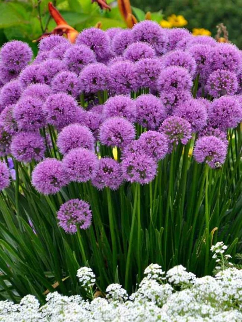 Allium Bulb Clump - Millenium Variety - Bareroot Plant - Allium Millenium