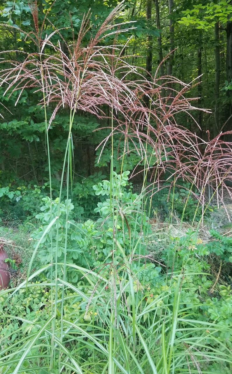 Miscanthus Grass Bareroot Plant - Miscanthus sinensis - Ornamental Perennial for Gardens