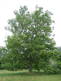 American Plane Tree 4" Container Sycamore Platanus Occidentalis - 2 Bareroot Trees for Landscaping & Shade