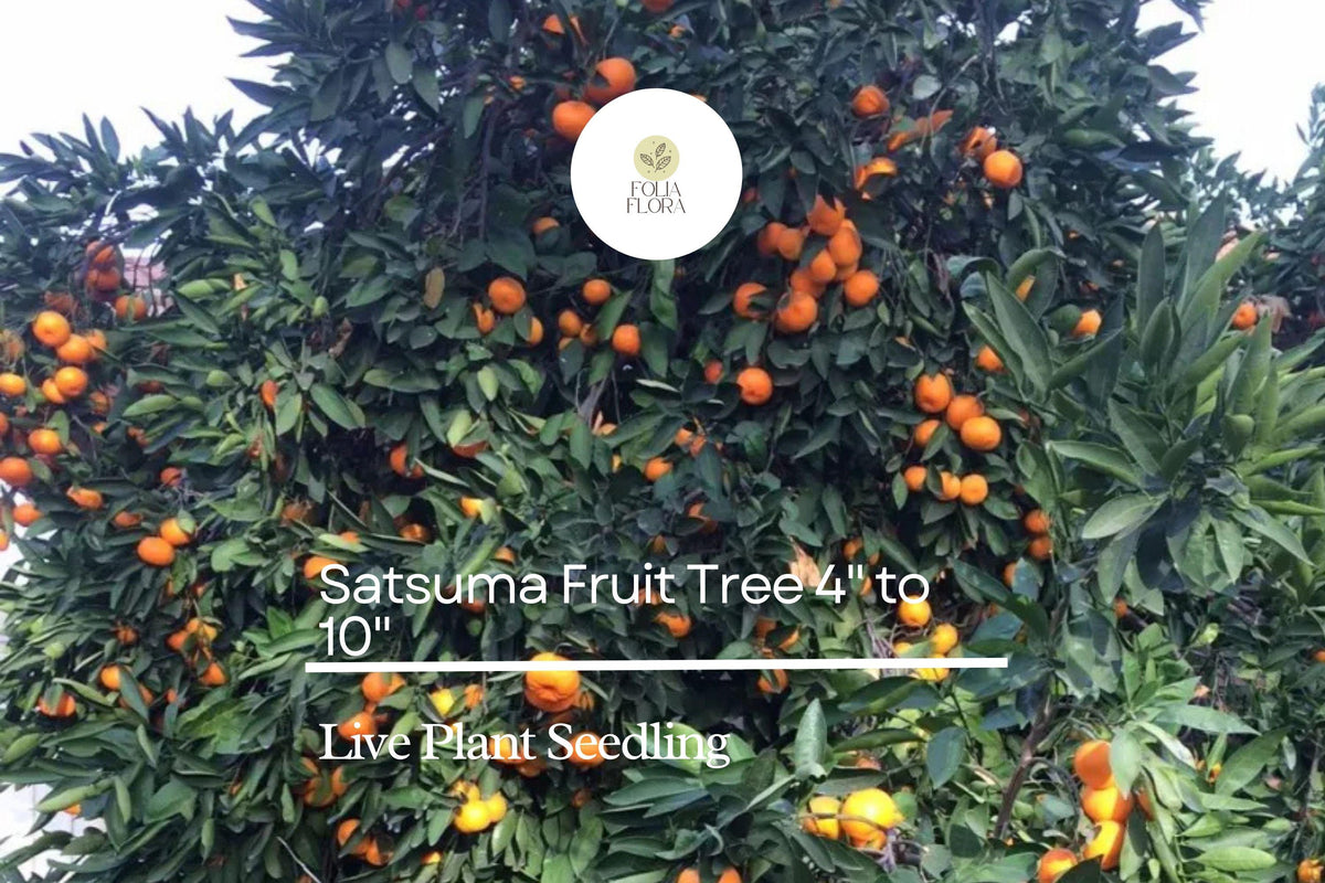 Satsuma Orange Tree Live Seedling 4-10 Inch Sweet Citrus Plant