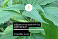 Amaranth Seeds - 500mg Edible White Light Green Heirloom Vegetable
