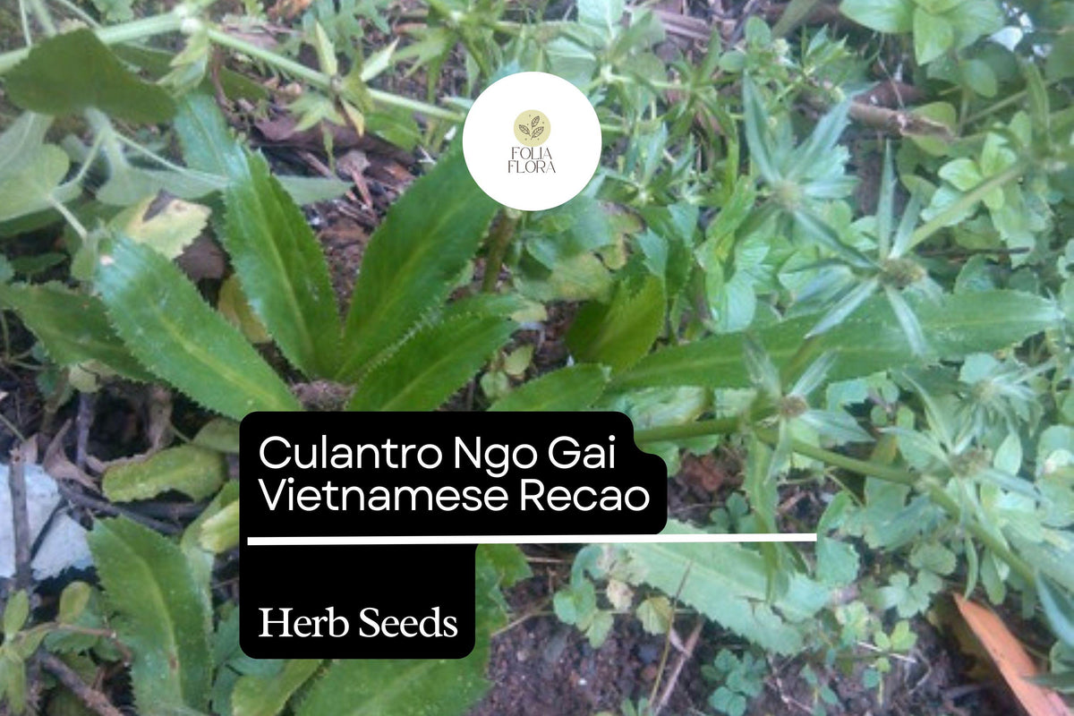 Culantro Seeds | Heirloom Vietnamese Ngo Gai Recao Herb 100mg