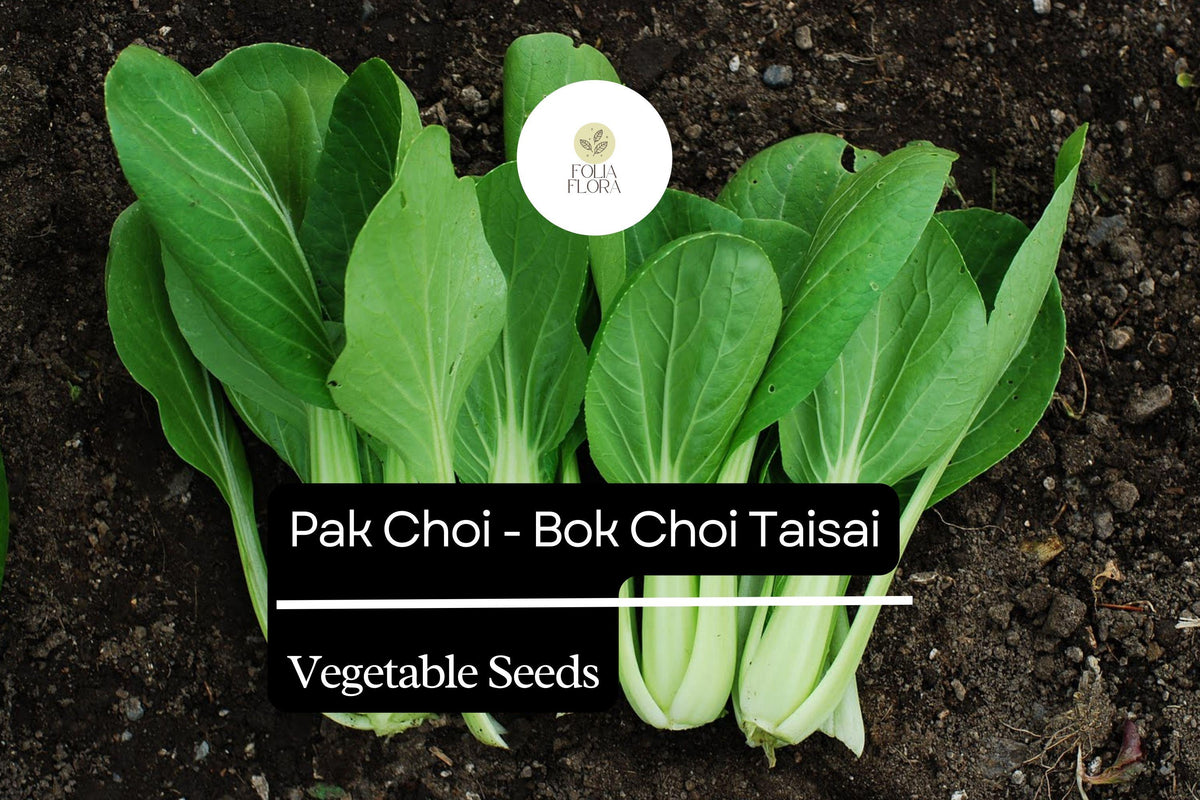 Pak Choi Seeds - Heirloom Taisai Bok Choi Asian Greens 500mg