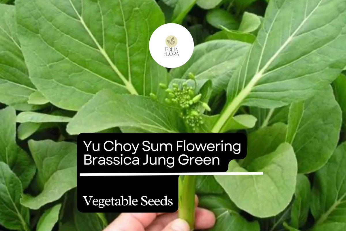 Yu Choy Sum Seeds 500mg Heirloom Brassica rapa with Edible Yellow Flowers