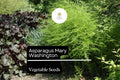 Mary Washington Asparagus Seeds 1g - Heirloom Asparagus officinalis Perennial Vegetable