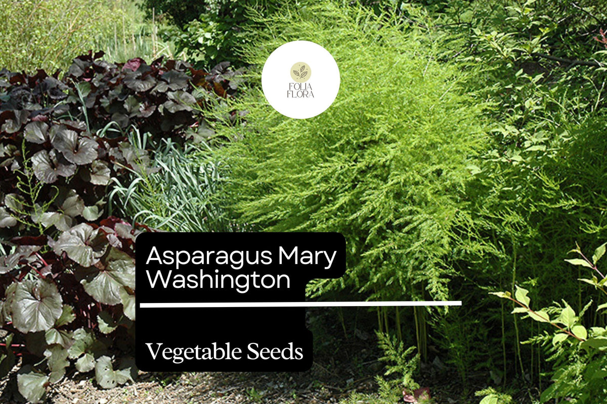 Mary Washington Asparagus Seeds 1g - Heirloom Asparagus officinalis Perennial Vegetable
