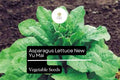 Asparagus Lettuce Seeds 500mg - New Yu Mai Heirloom Asian Greens