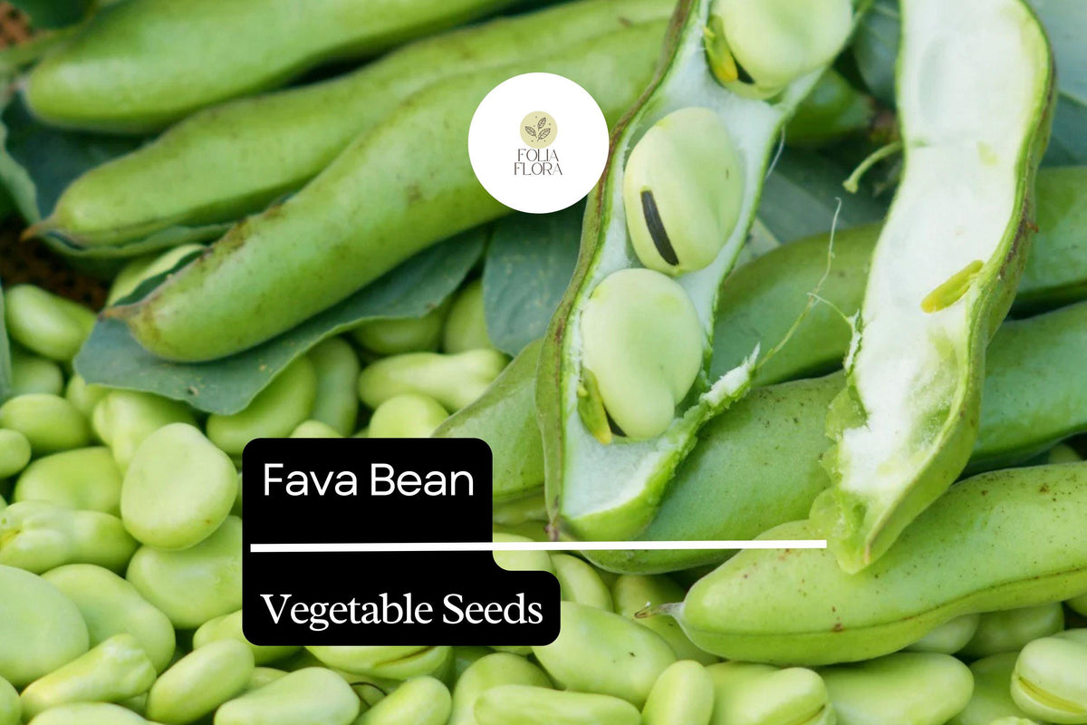 Fava Bean Seeds - 5g Heirloom Broad Beans for Planting
