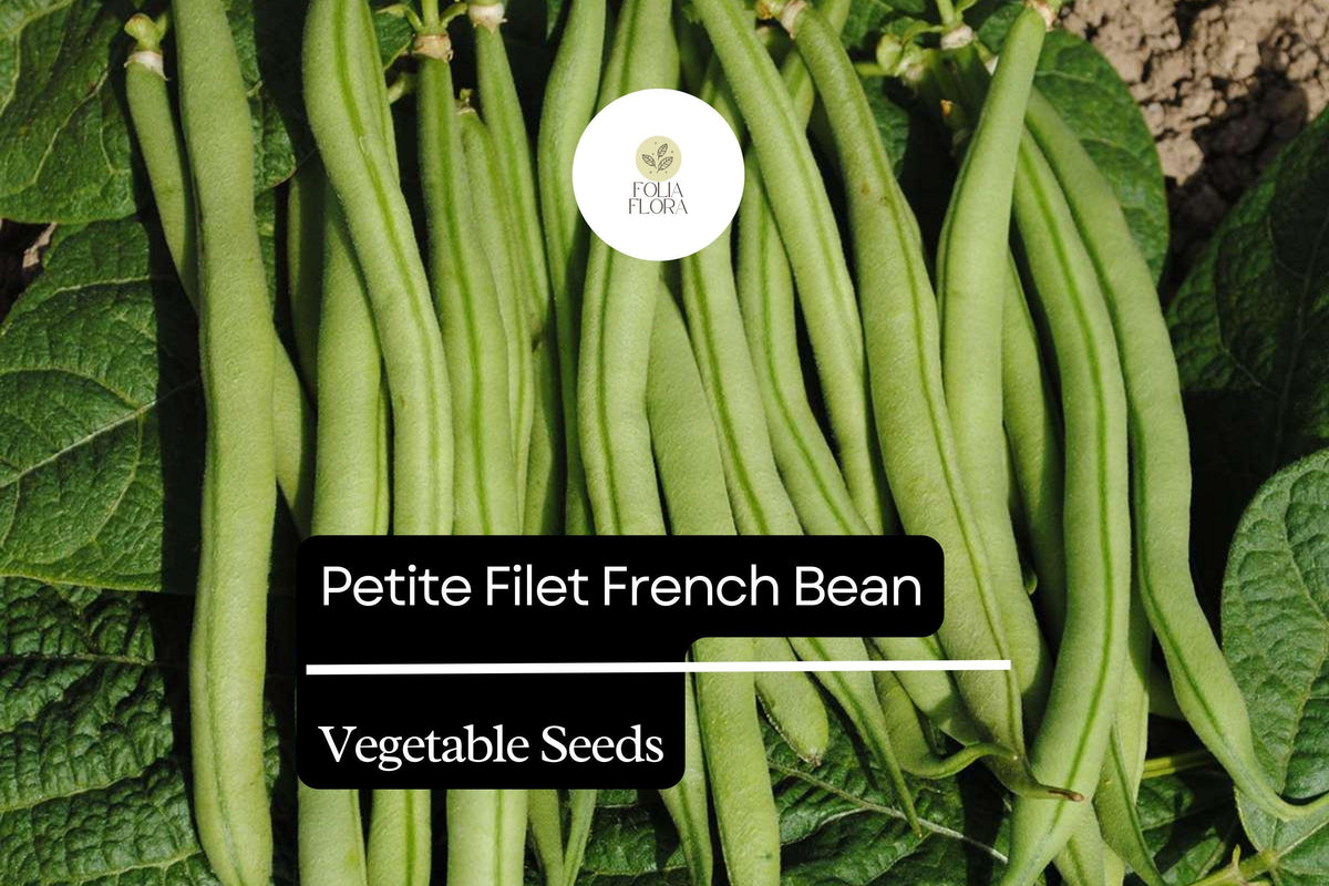 Petite Filet French Bean Seeds - 5g Stringless Haricots Verts, Phaseolus vulgaris