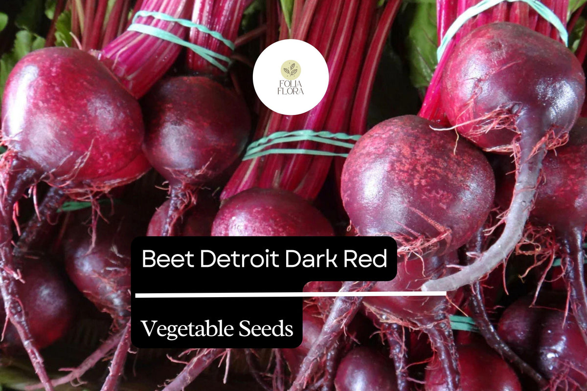 Detroit Dark Red Beet Seeds - 1g Heirloom Beta Vulgaris