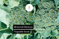 1g Broccoli Di Cicco Seeds – Heirloom Italian Broccoli for Extended Harvest