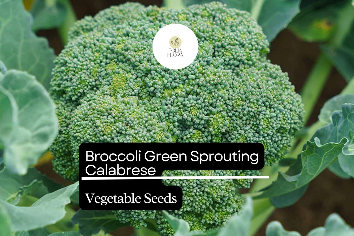 Broccoli Green Sprouting Calabrese Seeds - Heirloom Italian Variety, 1g