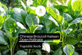 Kailaan Chinese Broccoli Seeds - 500mg Open Pollinated Heirloom