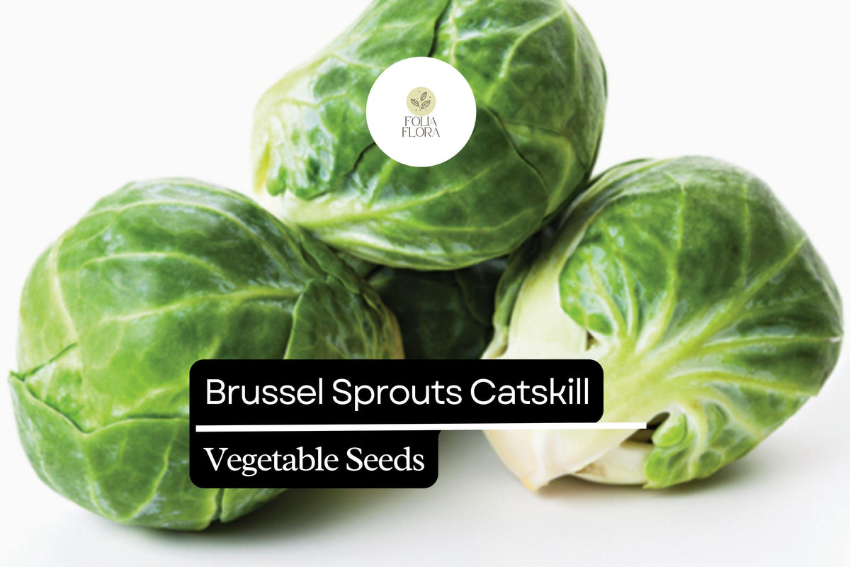 Catskill Brussels Sprout Seeds 1g Heirloom Cool-Season Crop