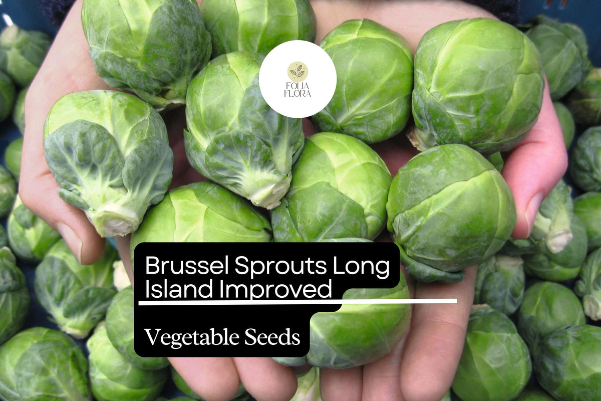 Long Island Improved Brussels Sprouts Seeds – 200 Seeds, 1g Heirloom, Cold-Hardy