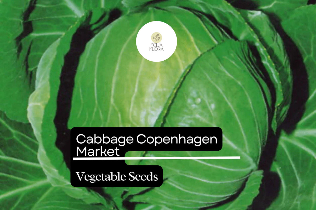 Copenhagen Market Cabbage Seeds - 1g Heirloom Variety