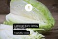 Early Jersey Wakefield Cabbage Seeds - Heirloom Sweet & Crisp (1g Packet)