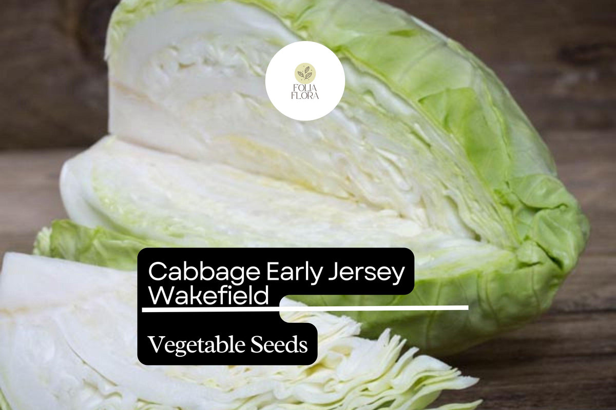 Early Jersey Wakefield Cabbage Seeds - Heirloom Sweet & Crisp (1g Packet)
