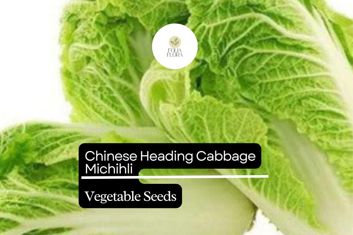 Michihli Napa Cabbage Seeds - 500mg Sweet Crisp Heirloom