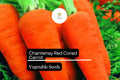 Chantenay Red Cored Carrot Seeds - Heirloom Sweet Carrot, 1g Packet