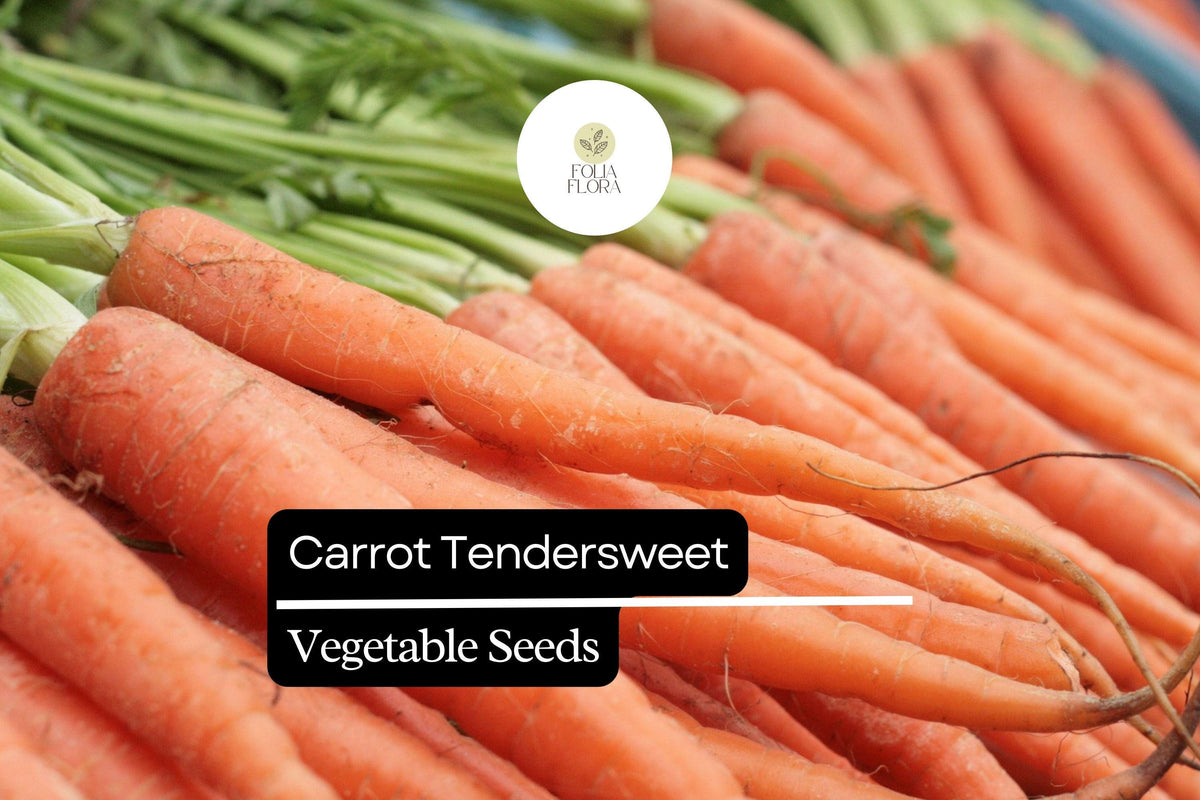 Tendersweet Carrot Seeds – 500mg Heirloom Daucus carota for Gardens & Containers