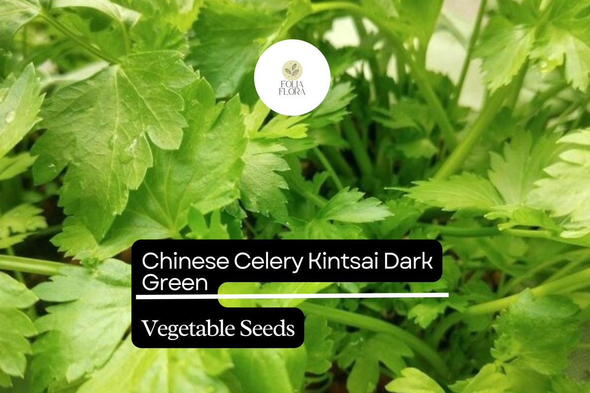 1500 Chinese Celery Seeds - Kintsai Dark Green Heirloom Variety