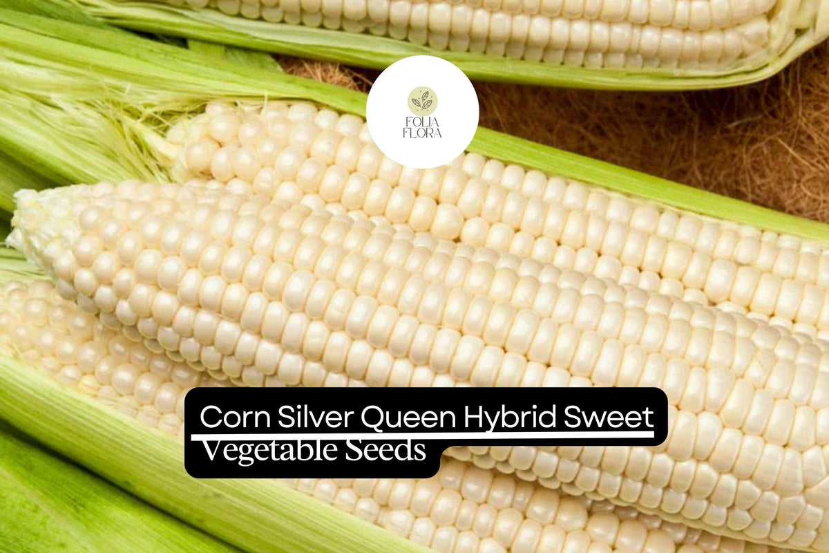 Silver Queen Corn Seeds - Sweet White Hybrid, 1/4 oz