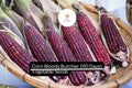 Bloody Butcher Corn Seeds - 5g Heirloom Red Dent Corn, Non-GMO