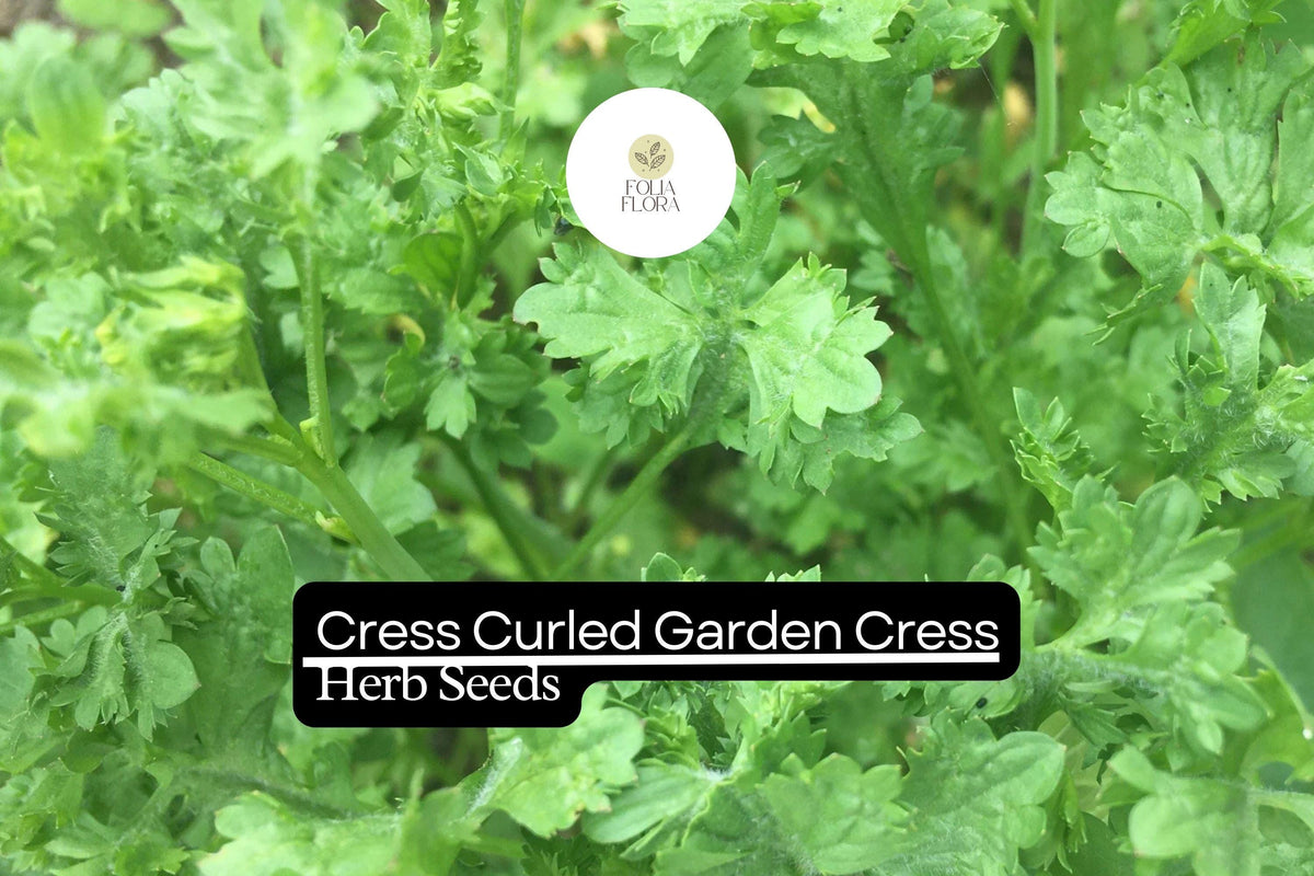 Curled Cress Seeds – 500 Seeds (1g) Lepidium sativum Peppery Salad Greens
