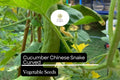 10 Chinese Snake Cucumber Seeds – Curved Heirloom Non-GMO High-Yield Cucumis sativus