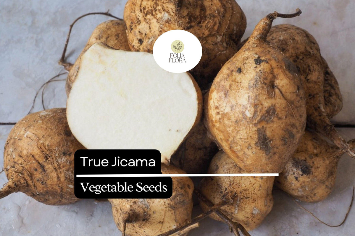 5 True Jicama Seeds | Pachyrhizus erosus | Heirloom Non-GMO Root Vegetable