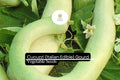 10 Cucuzzi Gourd Seeds | Italian Heirloom Edible Lagenaria