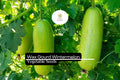 10 Winter Melon Wax Gourd Seeds - Heirloom Benincasa hispida for Soup & Curry