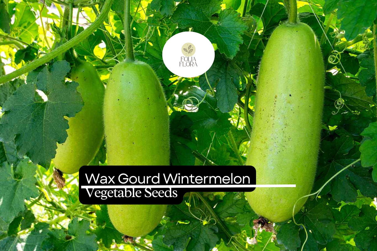 10 Winter Melon Wax Gourd Seeds - Heirloom Benincasa hispida for Soup & Curry