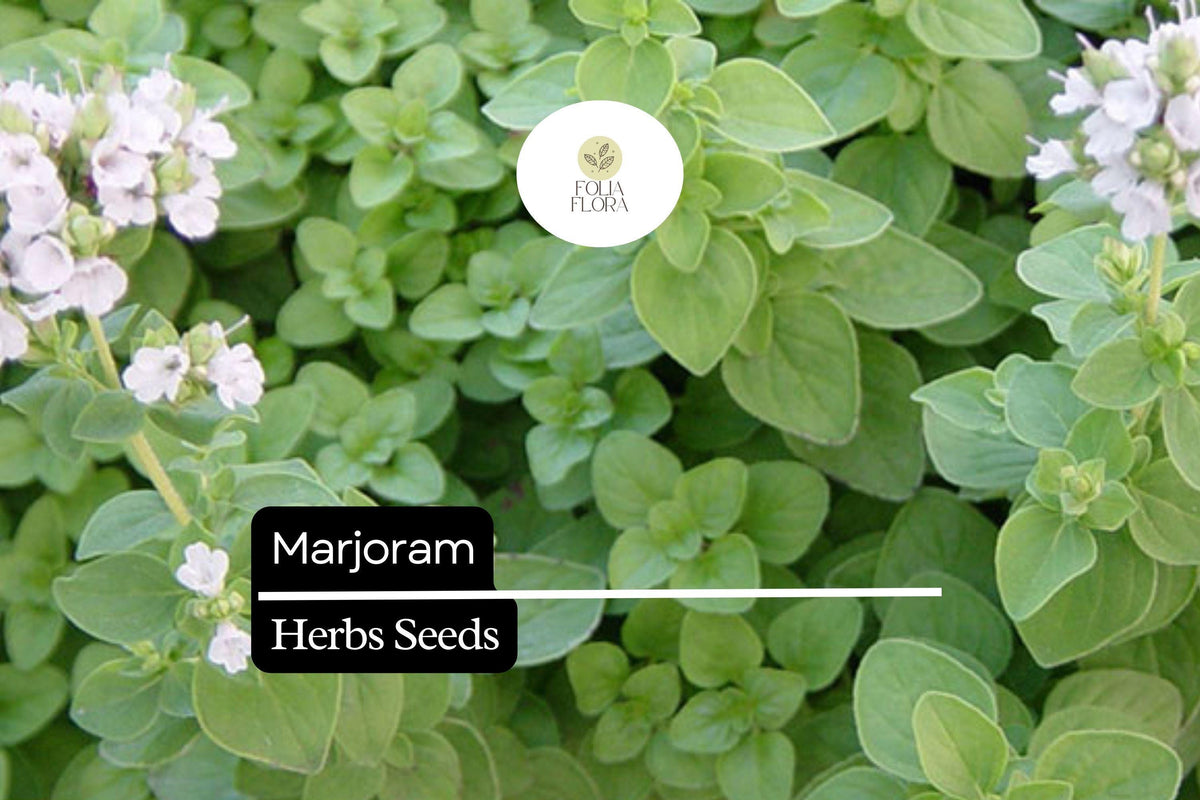Marjoram Seeds - 100mg Sweet Aromatic Herb, Non-GMO