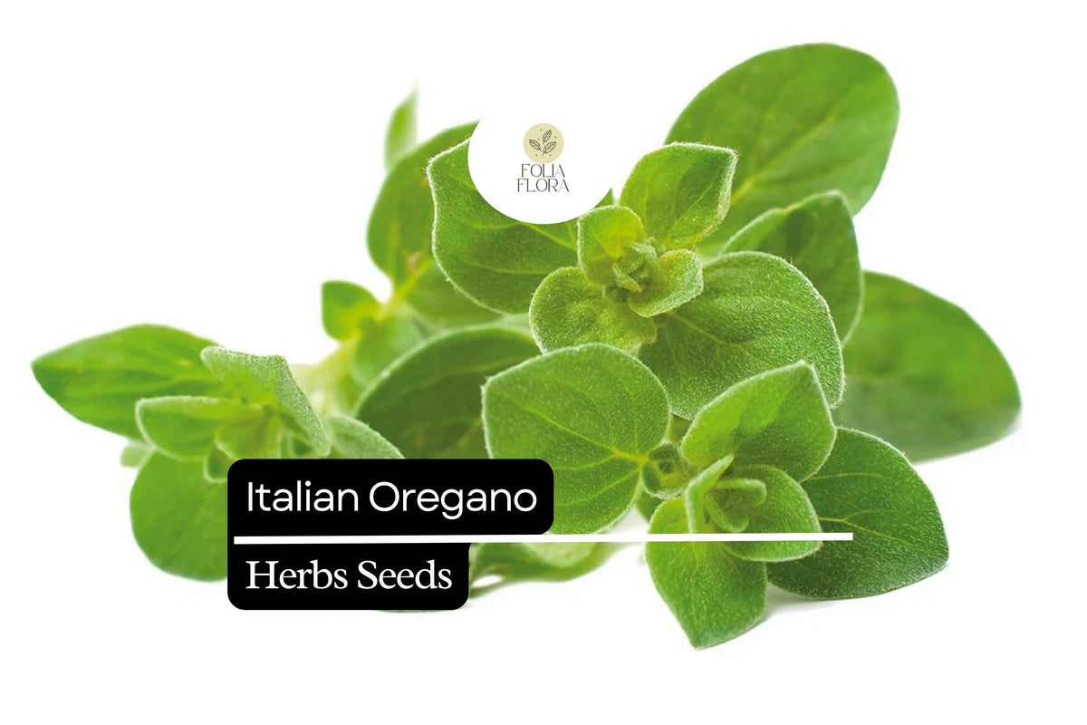 Italian Oregano Seeds - 100mg Heirloom Non-GMO Culinary Herb