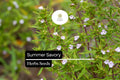 Summer Savory Seeds 1g - Satureja hortensis Heirloom Herb