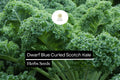 Dwarf Blue Curled Scotch Kale Seeds - 1g Heirloom Non-GMO Brassica oleracea