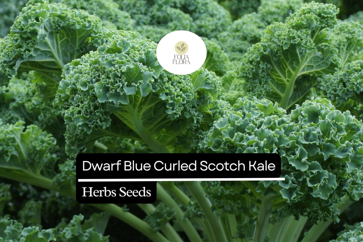 Dwarf Blue Curled Scotch Kale Seeds - 1g Heirloom Non-GMO Brassica oleracea