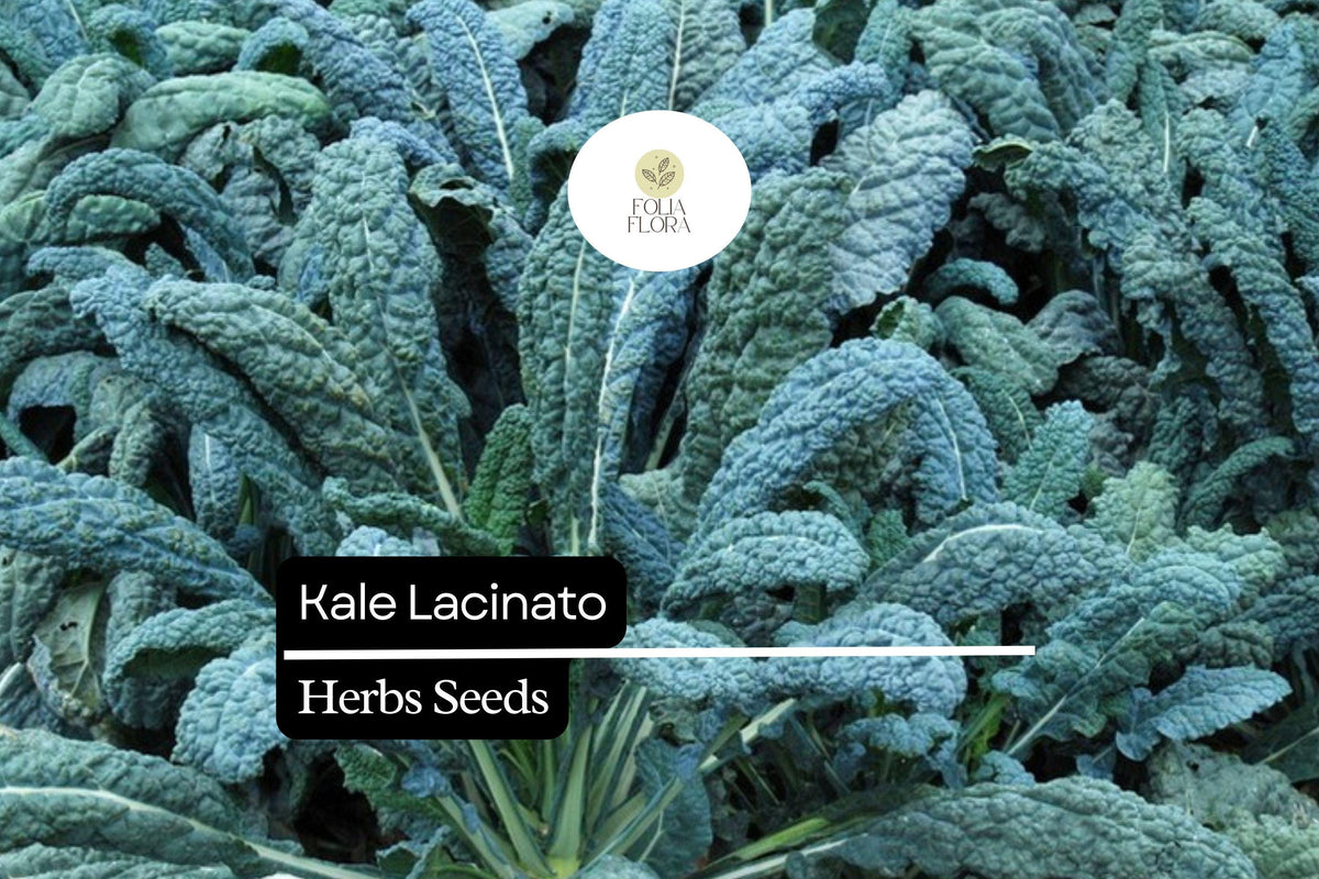 Dinosaur Kale Seeds - Lacinato Heirloom, Non-GMO (1g Packet)