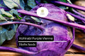 Purple Vienna Kohlrabi Seeds 500mg | Brassica oleracea Heirloom Non-GMO