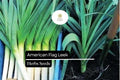 American Flag Leek Seeds - Heirloom Non-GMO 300mg Packet
