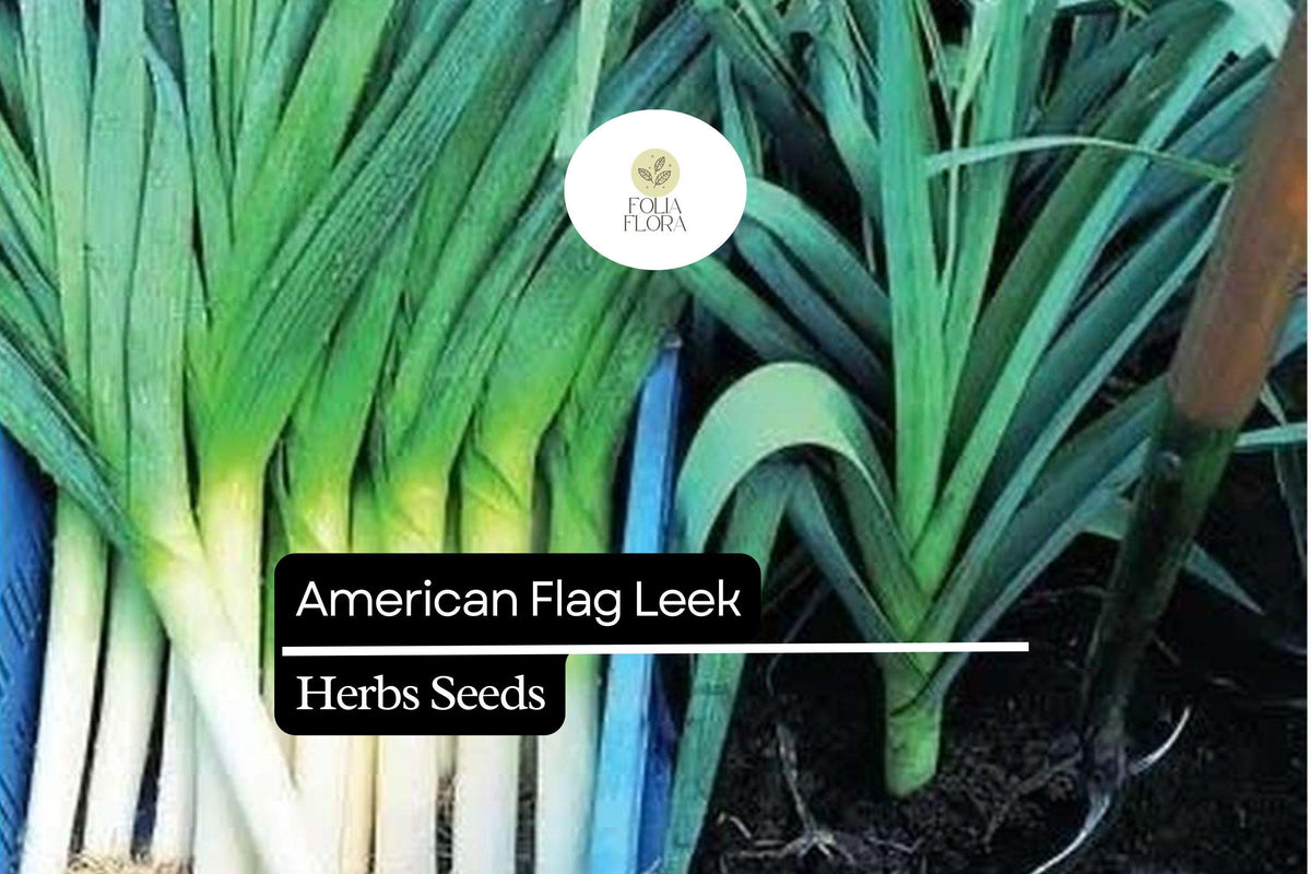 American Flag Leek Seeds - Heirloom Non-GMO 300mg Packet